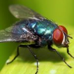 Lalat Bisa Melakukan Hal Jijik Saat Hinggapi Makanan