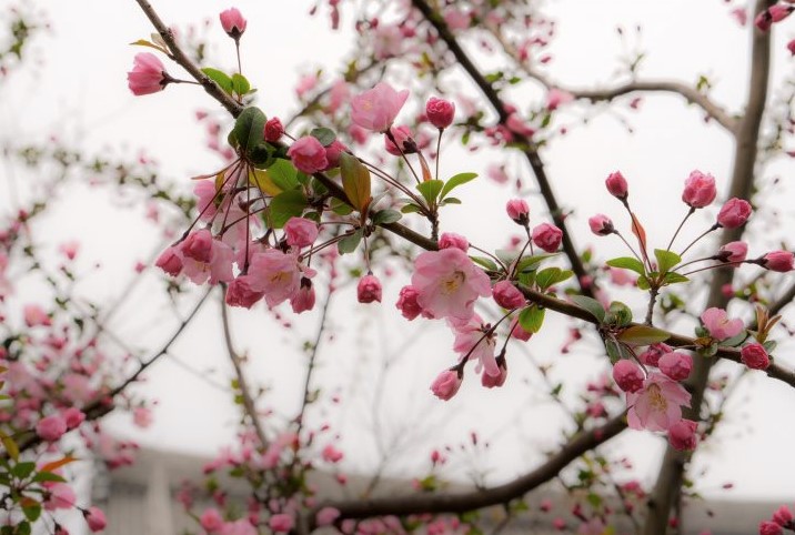 Cara Menanam Bunga Sakura Lokal Untuk Pemula Aborufan